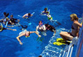 Snorkelling on the Great Barrier Reef