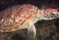 Sea Turtle