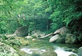 Daintree rainforest in tropical north Queensland