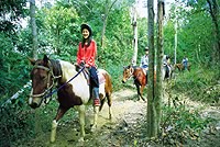 Horse riding in the rainforest