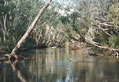 Mitchell River in Outback Queensland