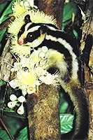 Striped Possum in the Daintree