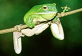 Green Tree Frog in the Daintree