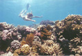 Snorkelling on the Great Barrier Reef